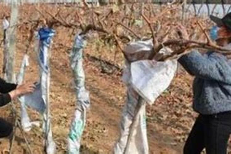 葡萄如何冬施肥