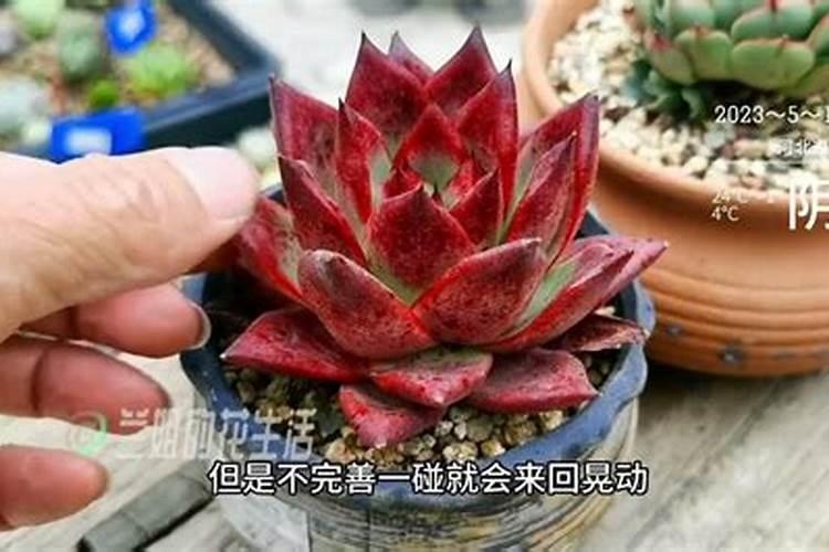 多肉植物用什么肥料比较好