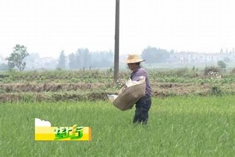 东北水稻不用底肥后期怎么用肥？