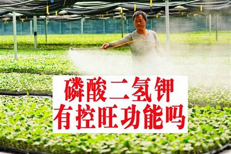杜鹃花适合哪些肥料 施什么肥最好？