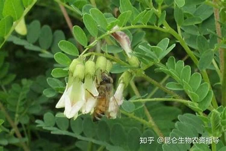 黄芪种植追肥有什么技巧？