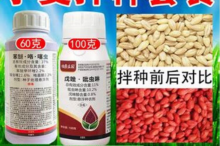 辣椒主要病害及其防治