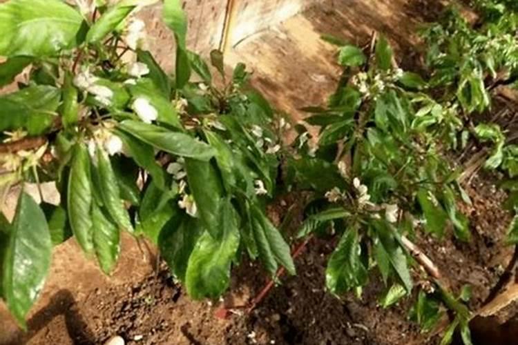 樱桃打什么叶面肥长的快？樱桃什么肥可以果实膨大？