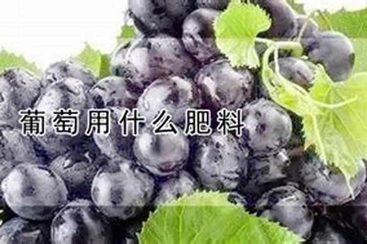 葡萄开春什么时候施磷肥