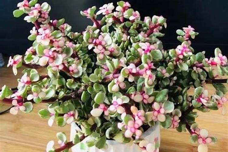 多肉金枝玉叶花怎么养