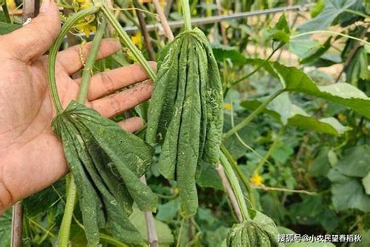 叶绿素叶面肥喷在秧田里能用几次吗？