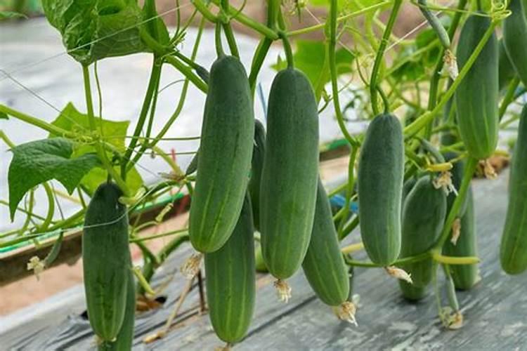 一般的蔬菜瓜果要用到什么肥料