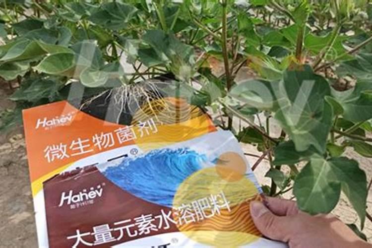 钙肥有哪些