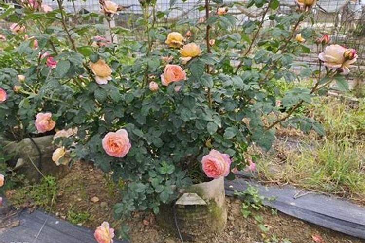 月季用什么肥料好？