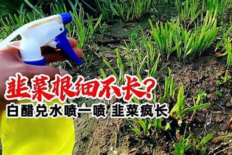 打韭菜叶面肥40斤水放多少,白醋