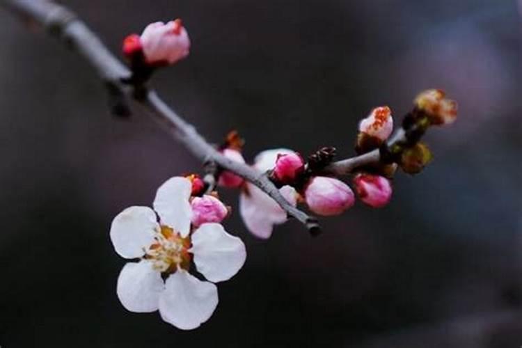 梅花施肥用哪种肥料,梅花施肥时间和方法