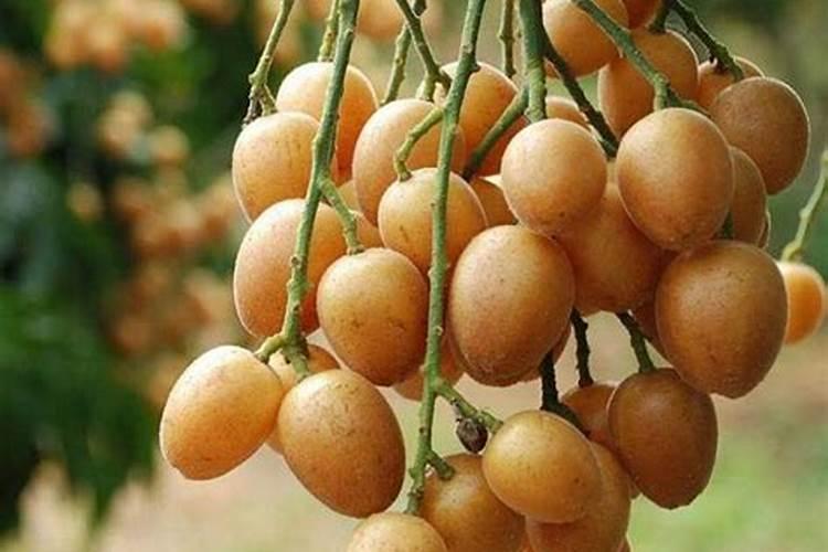 黄皮果施肥时间,什么肥？