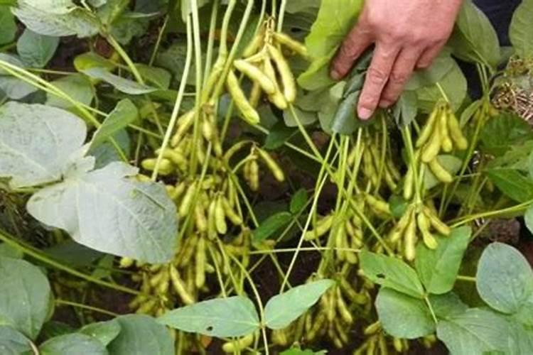 种植大豆需要上多少肥都上什么肥
