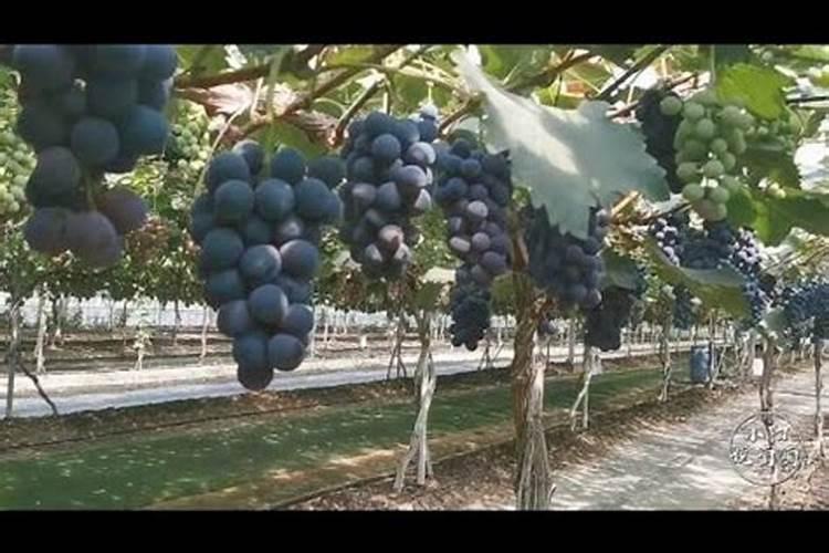 磷酸二氢钾都有什么用