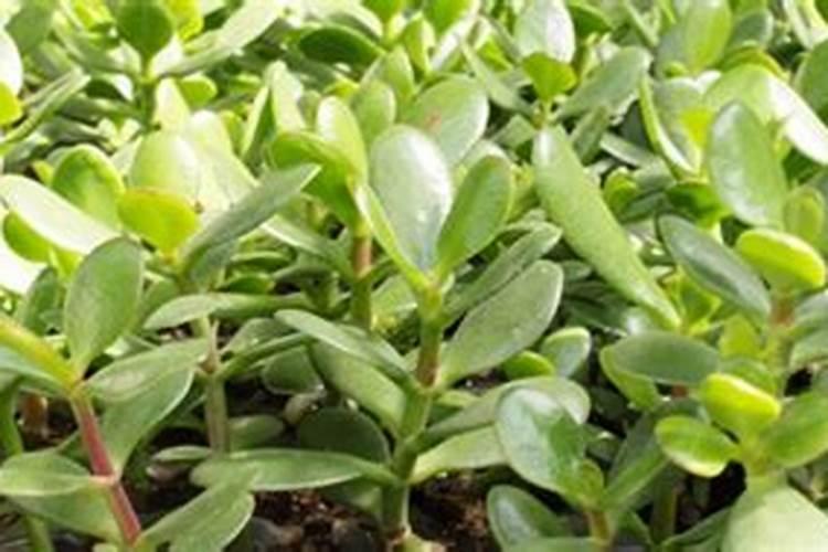 玉树冬天怎么养