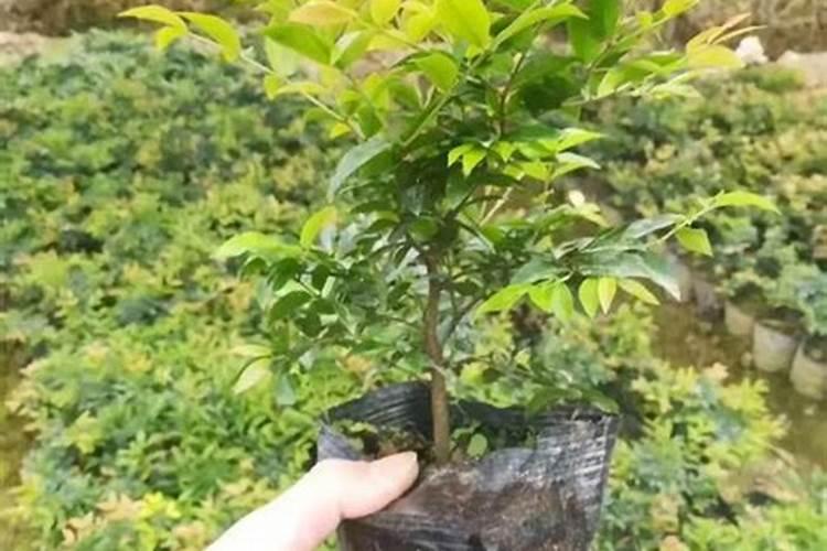 嘉宝果的幼树怎样进行施肥上的管理呢？