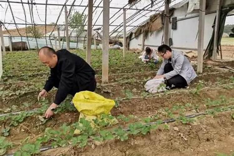 草莓追肥什么肥料？