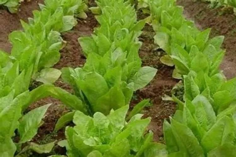 植物叶子发黄缺什么肥