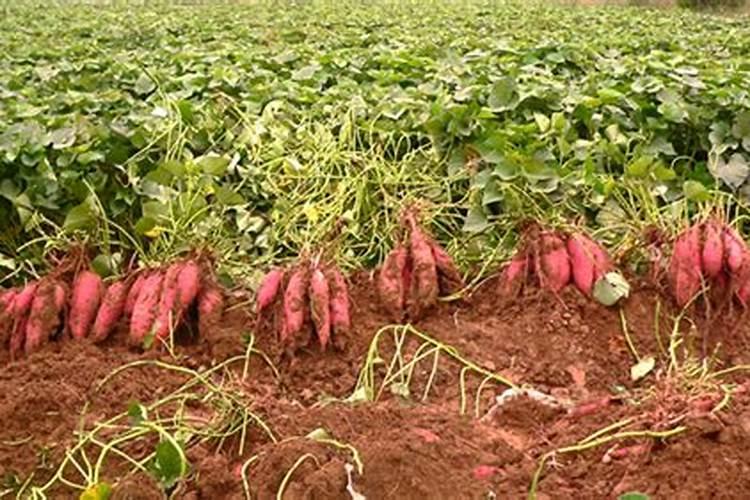 红薯苗施什么肥长得快