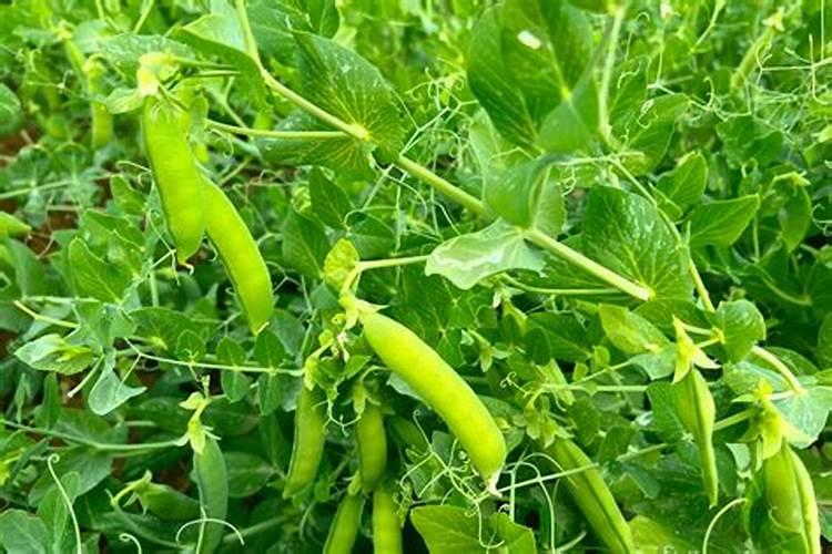 甜豌豆的栽培管理措施