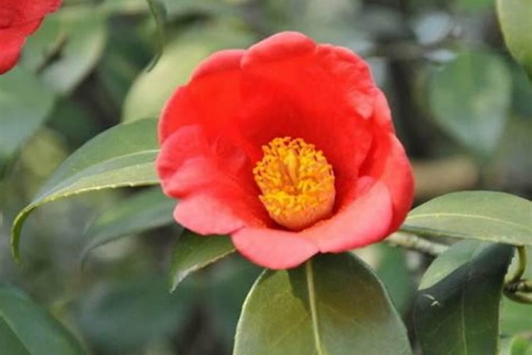茶花有花苞后怎么施肥