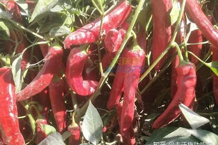 辣椒什么时候施用磷肥效果好？种植辣椒可以经常浇水吗？