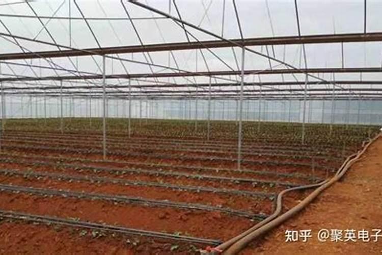 冷棚甜瓜种植技术