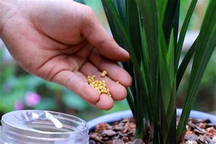 现在季节杜鹃花会开花吗？