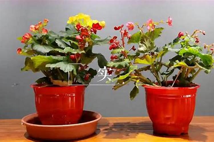 怎样给海棠施氮肥