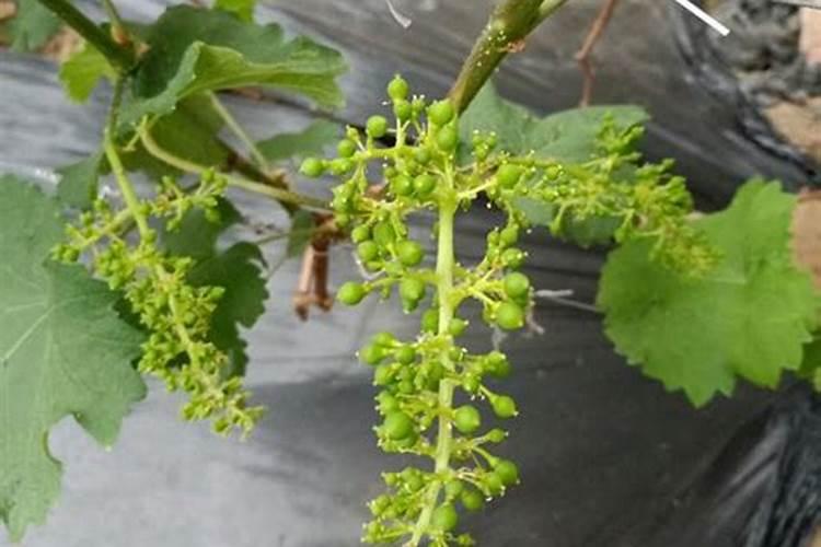 花椒树栽上一个月要用肥料吗？