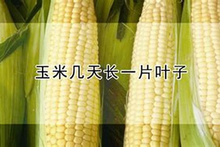 玉米长多高可以施肥