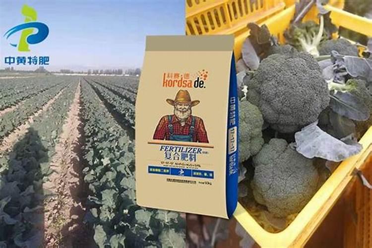 carrot是什么蔬菜？