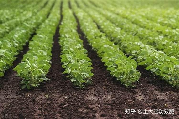 作物什么时期用生根的比较好？