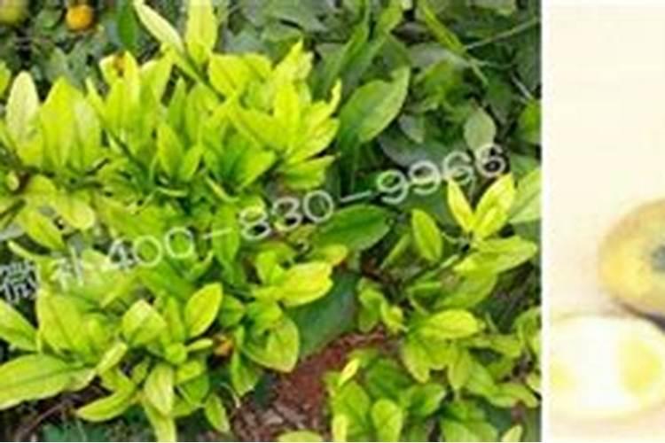 三华李膨果期用什么肥可以膨果又能提高品质？