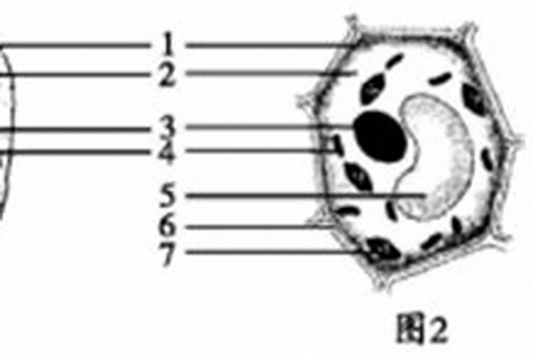 大豆苗期应适量施用氮磷种肥