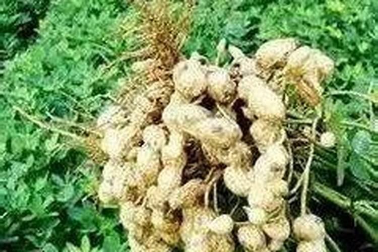 花生叶面肥用什么高产
