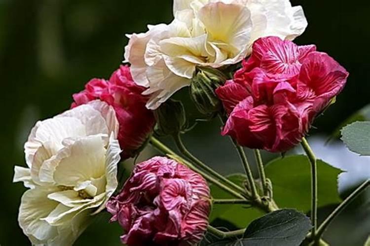 芙蓉花施肥多少为宜