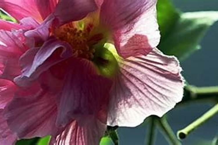 芙蓉花浇什么肥料合适