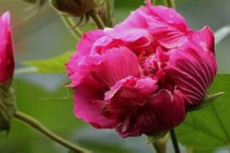 芙蓉花怎么施肥