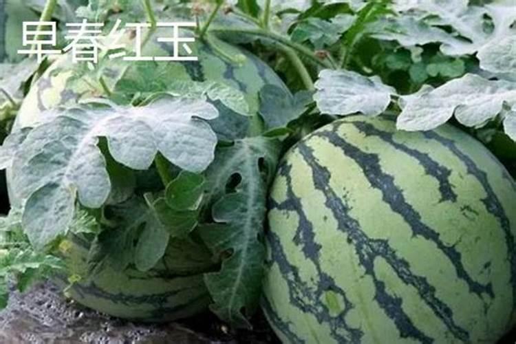 西瓜施什么肥料长的大比较甜