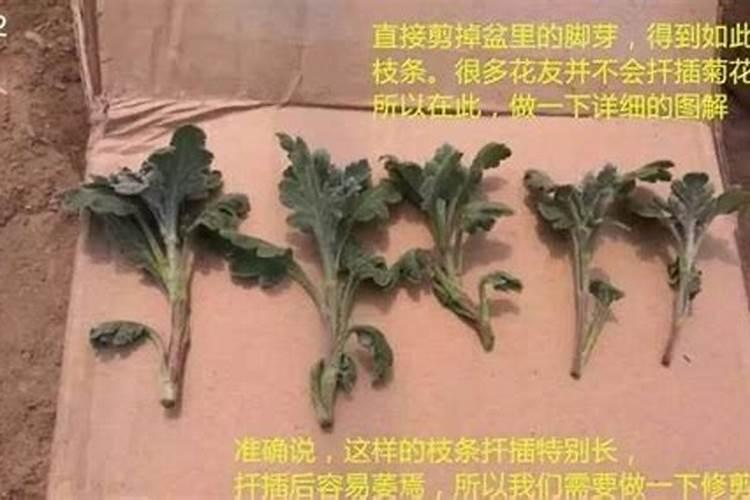 √生根壮苗微生物有机肥裁红薯苗怎么用？