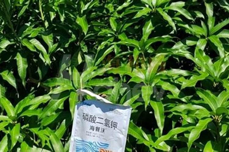 海南最有名的小吃是什么？