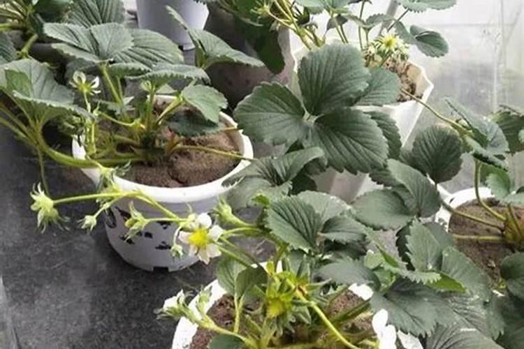 葡萄膨果着色增甜用什么肥料