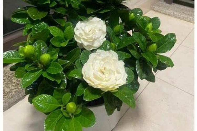 栀子花施什么肥好
