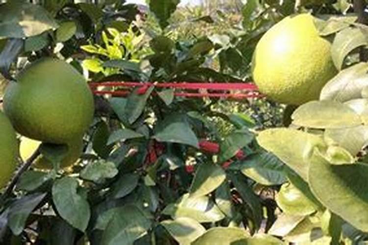 红心柚适合种植的条件 马家柚种植技术