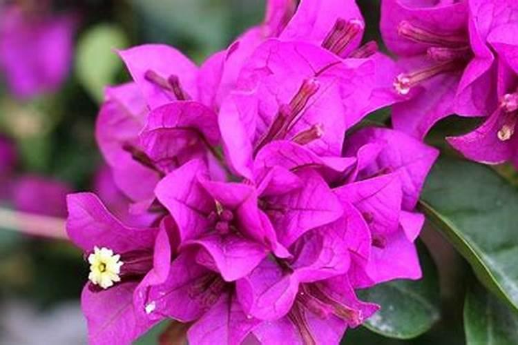 三角梅花期怎样浇水施肥