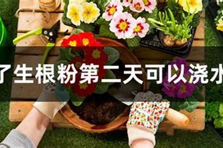 生根粉和化肥在一起使用效果怎样