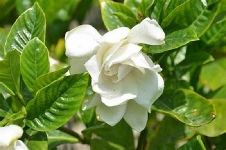 栀子花多久施肥一次 栀子花多久施肥一次介绍