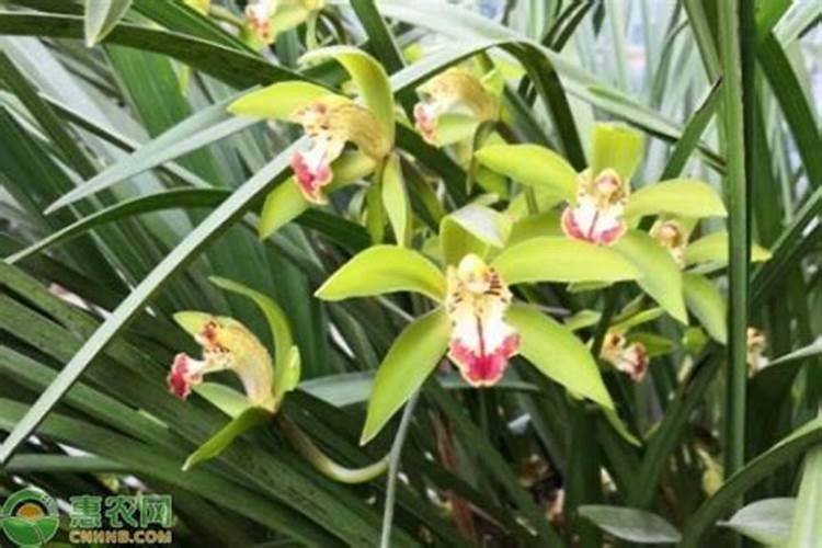 兰草花施什么肥料