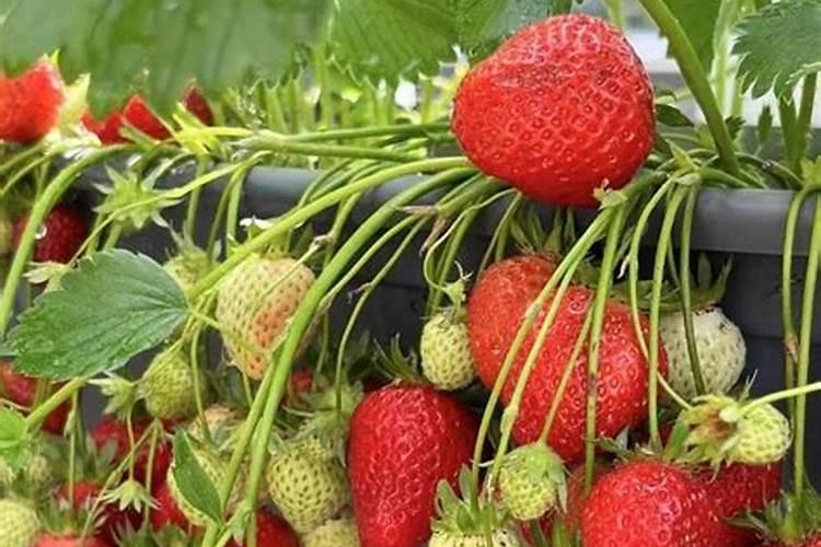 草莓结果的时候要施什么肥